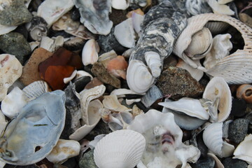 Background of stones and shells on the beach