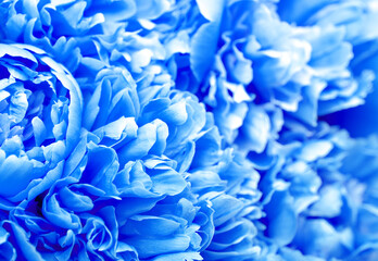 Beautiful blue peony flowers