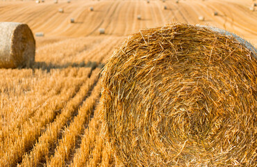 Haystacks in autumn field. Wheat yellow golden harvest in summer. Countryside natural landscape. Hay bale