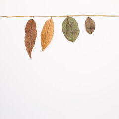 Autumn dry leaves hanging on a string with white background. flat lay, top view, copy space