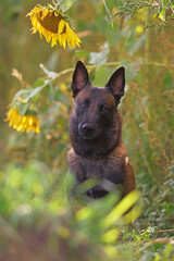 The portrait of a serious Belgian Shepherd dog Malinois with a chain collar posing outdoors in sunflowers field