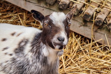 White goat at a Devon farm