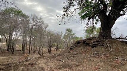 Leopard in the forest