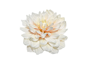 white dahlia flower isolated on white