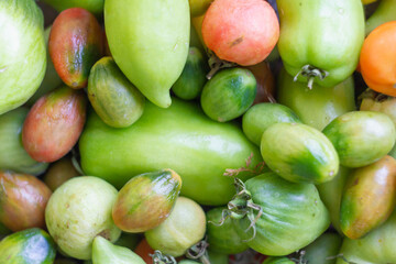 Green tomatoes are collected from a Bush and cooked in a box at home. Wilted tomatoes, tomatoes turn red at home.