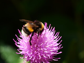 Biene auf Blume - Madeira