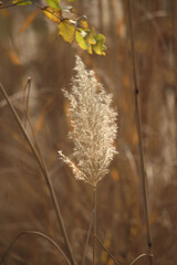 Obraz premium Fluffy reeds on the background of dry reeds in autumn