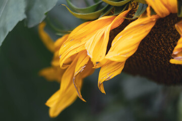 Withering yellow petals of a sunflower in the fall before the harvest of the seeds. Sunflower flower in autumn.