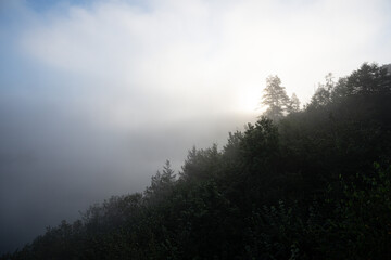 Nadelwald im Nebel mit Sonne im Hintergrund
