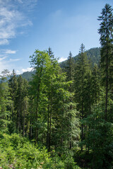 Mountain landscape in the area of Tăul Zânelor lake, Bistrița-Năsăud, 2020