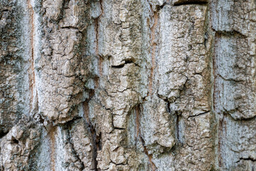 dry tree bark with cracks and moss background close up