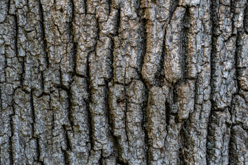 dry tree bark with cracks and moss background close up