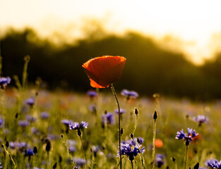 red poppy flowers in field