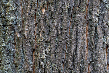 dry tree bark with cracks and moss background close up
