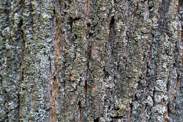 dry tree bark with cracks and moss background close up