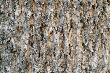 dry tree bark with cracks and moss background close up