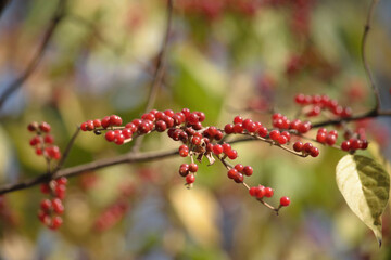 Red Lonicera xylosteum berries in autumn on a blurry background