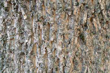 dry tree bark with cracks and moss background close up