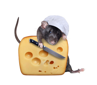 A black rat cook in a chef hat with a knife is cutting a big piece of cheese with holes. White background. Isolated.