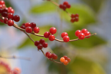Fototapeta na wymiar Branch with red berries Lonicera xylosteum on a blurry background in autumn