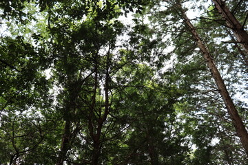 日本の整備された登山道にて撮影