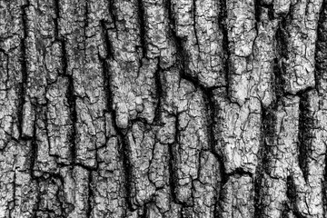 dry tree bark with cracks and moss background close up