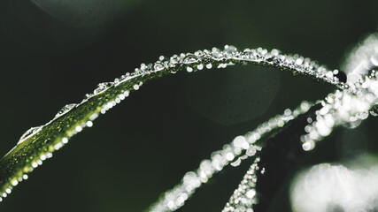 Abstract background of fresh large brilliant drops of dew on faded green grass on sunny summer morning close up. Macro photo. Panoramic banner