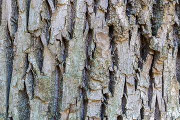 dry tree bark with cracks and moss background close up