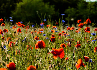 Obraz premium poppies in the field