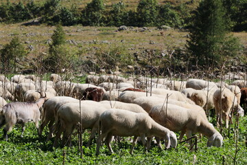 Group of sheeps grazing in mountain meadows