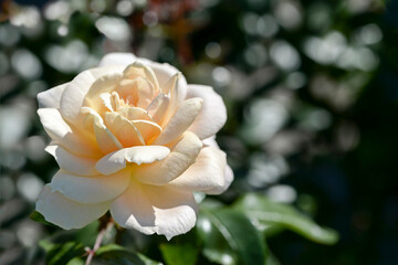 white rose flower in gaeden