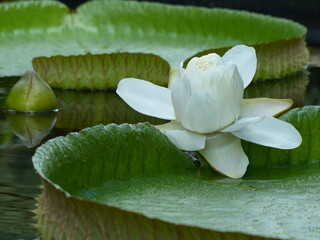Victoria amazonica, (Nymphaeaceae family)  white blossom on the first night. On the second night...
