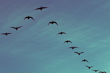 Fototapeta premium Gänse fliegen auf Vancouver Island