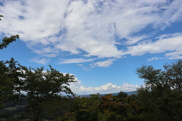 綺麗な青空と光輝く植物