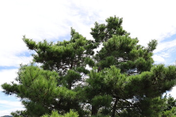 日本の山にいる松の木