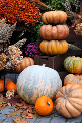 Pumpkins, decor for the halloween and thanksgiving, autumn season