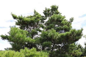 日本の山にいる松の木