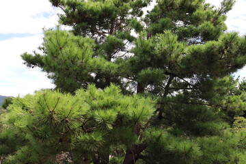 日本の山にいる松の木