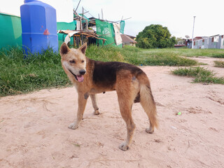 1 stray dog, brown, sticking out its tongue