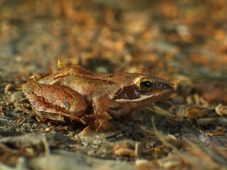Little forest frog in autumn forest environment.