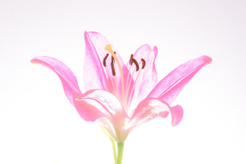 A single, pink Lilly, in blossom, isolated against a bright white background