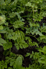 Young watermelon growing in the field. Little green melon in the garden. Stock background, photo