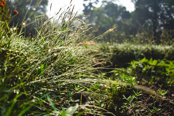Setaria, commonly known as foxtail or bristle grasses, is a widespread genus of plants in the grass family.