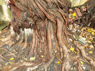 The roots of the Bodhi tree