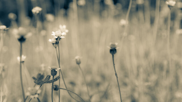 The grass flowers whit black and white tones