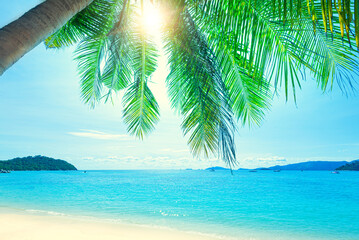 Coconut palm trees among the  blue sky and beautiful tropical beach in Koh Lipe, Thailand.