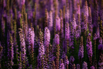 Fototapeta na wymiar Bushes of lavender purple aromatic flowers close-up