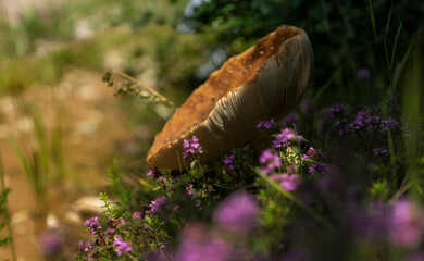 Mushroom Close-up