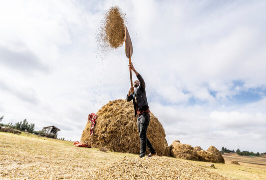 Farmer throwing wheat up in the air during threshing, Wollo Province, Amhara Region, Ethiopia