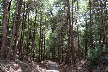天気の良い日の山道